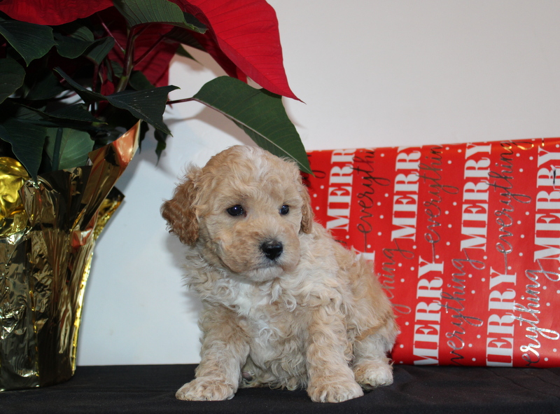 puppy, for, sale, Mini Poodle, Matthew B. Stoltzfus, dog, breeder, Gap, PA, dog-breeder, puppy-for-sale, forsale, nearby, find, puppyfind, locator, puppylocator, aca